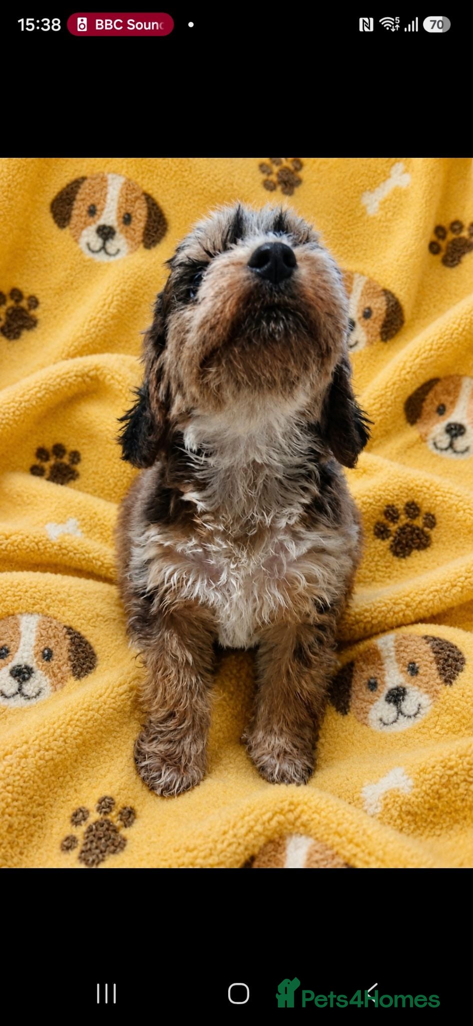 Cockapoo dogs Cockapoo Puppies PRA CLEAR - Advert 2