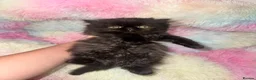 Persian cats for sale: Exotic long hair Persian kittens - Advert 6