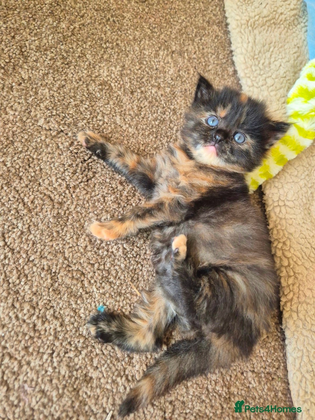 Mixed Breed cats for sale: Super friendly, fluffy kittens! 😻 - Image 18