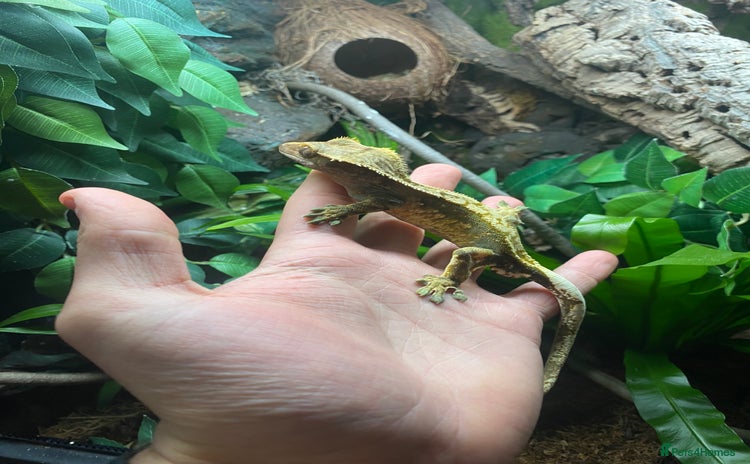 Gecko reptiles - Advert 1