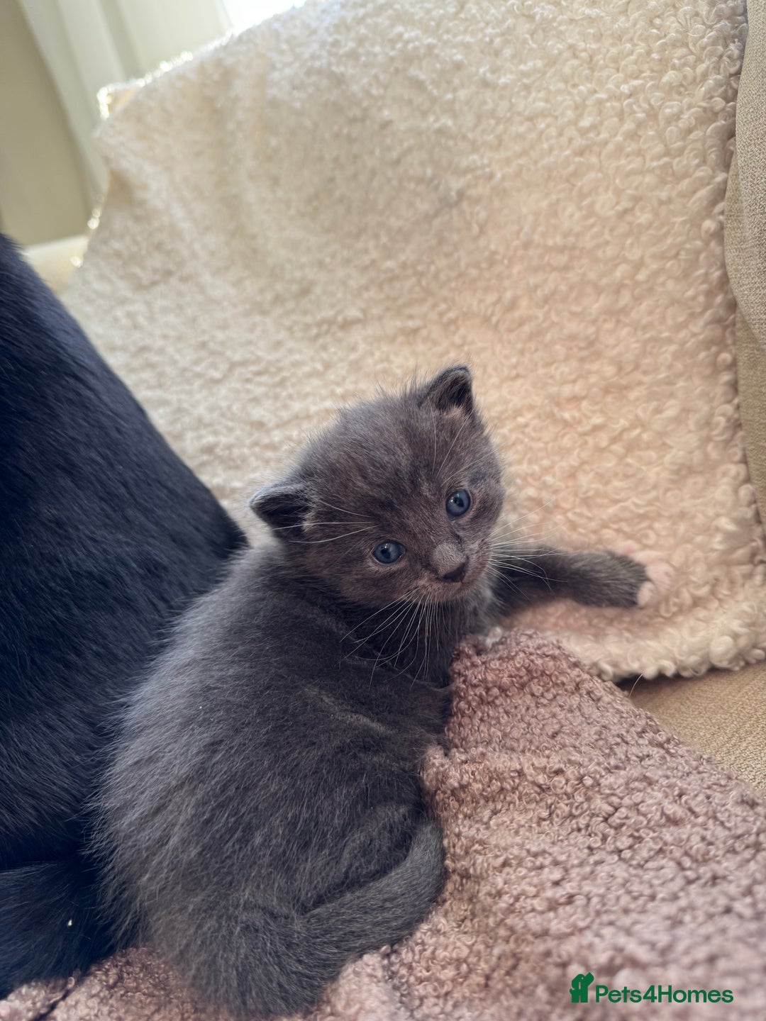 Mixed Breed cats for sale: Adorable Kittens Looking for Loving Homes 🐾 - Advert 12