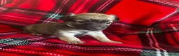 Chihuahua dogs for sale: Longhaired Chihuahua  - Advert 19
