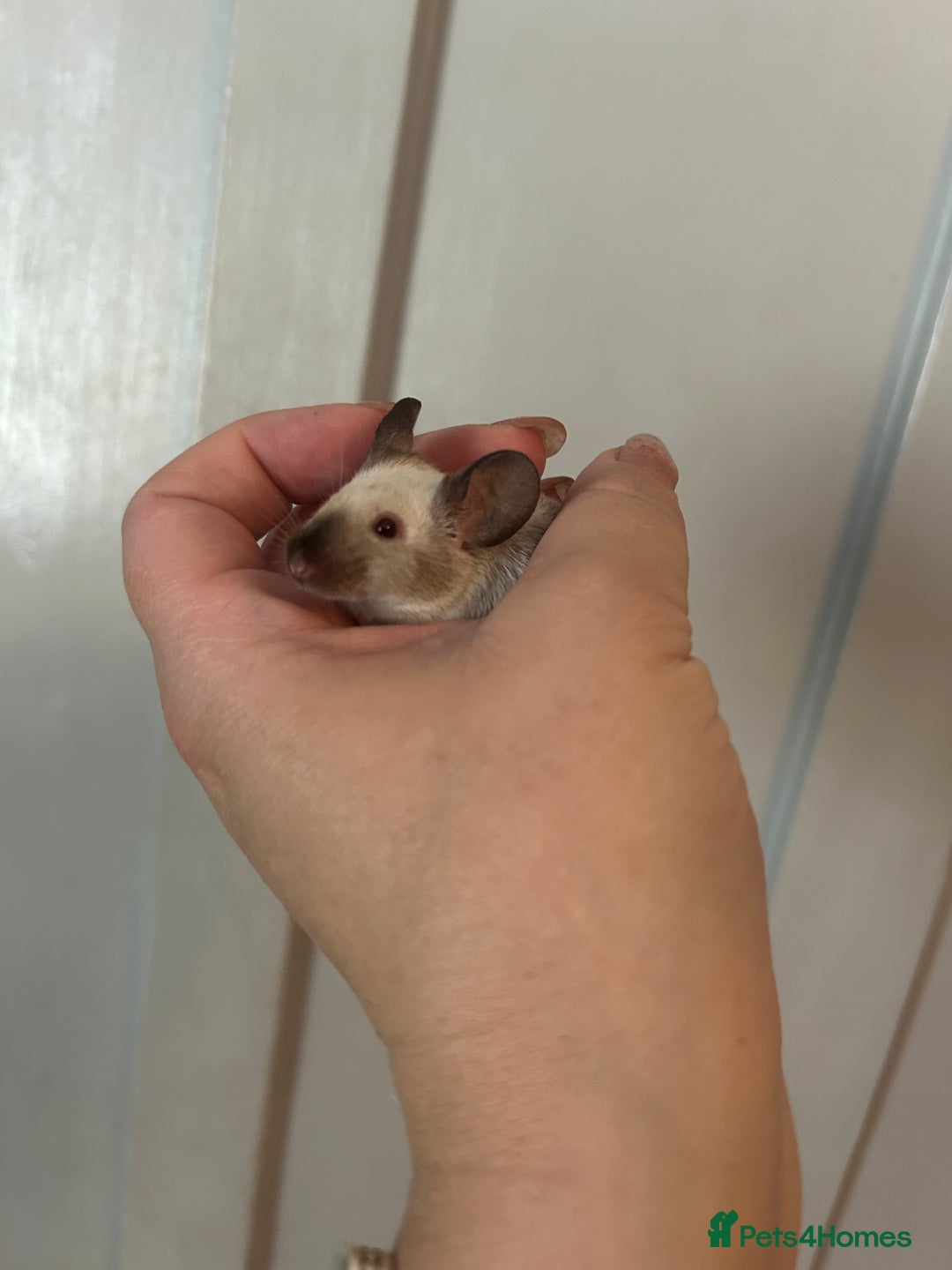 Mouse rodents for sale: Siamese baby mice  - Image 2