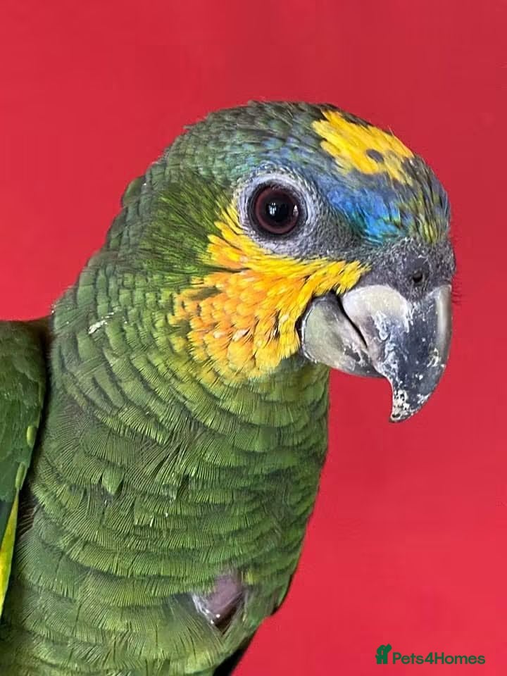 Parrots birds Hand reared cuddley tame amazon parrots  - Advert 1