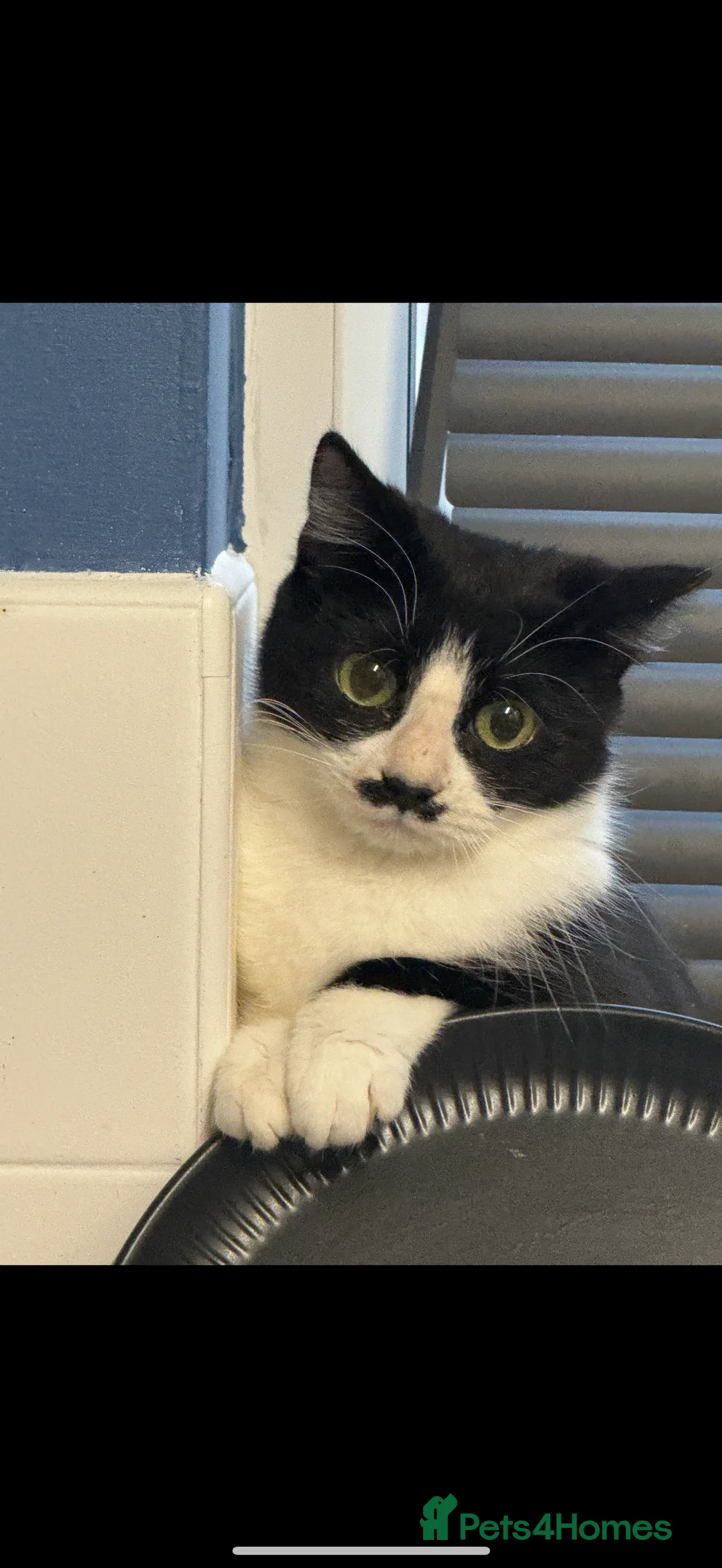 Domestic Shorthair cats for sale: Female Cat - Advert 3