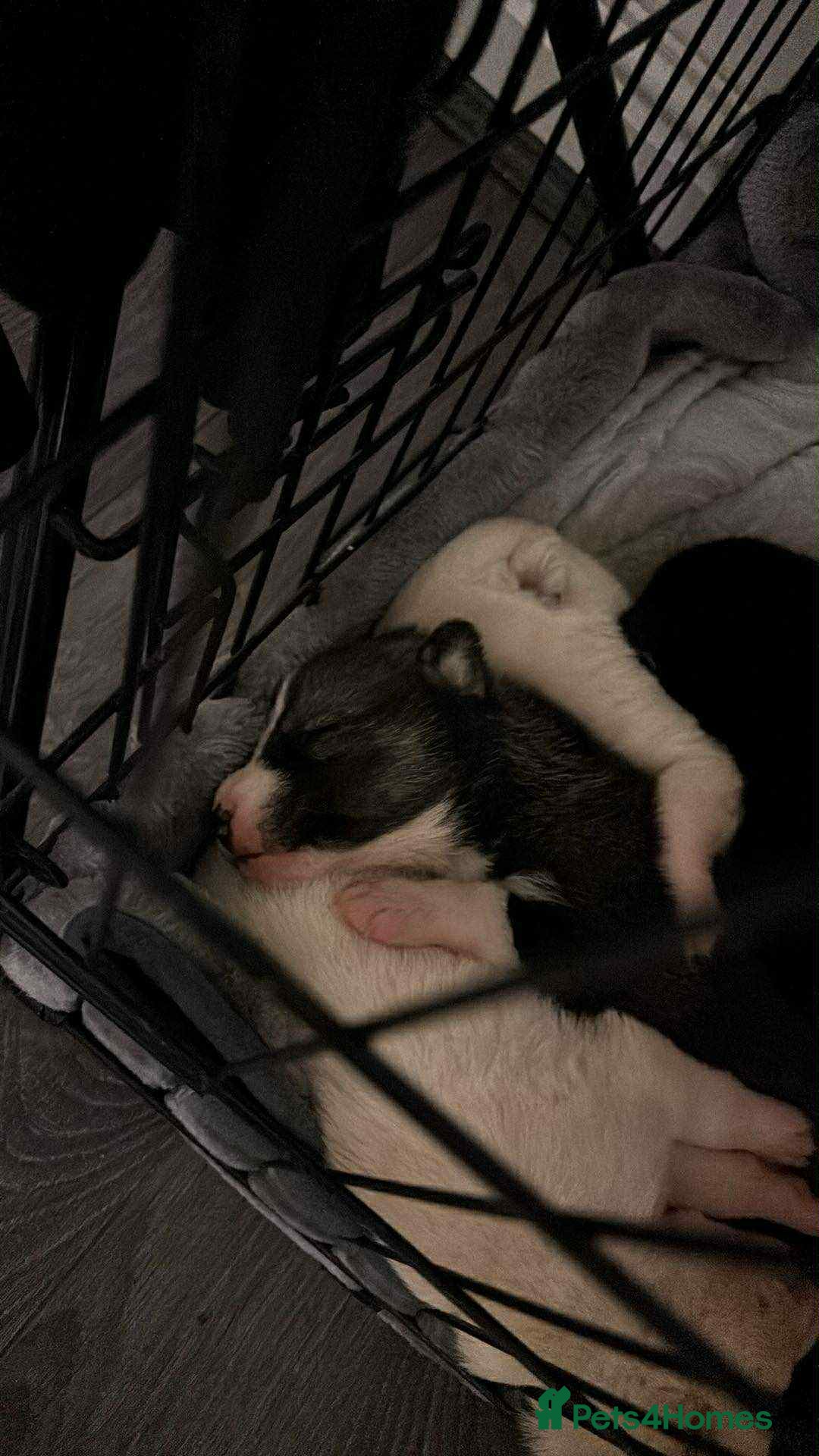 Siberian Husky dogs for sale: husky - Image 3