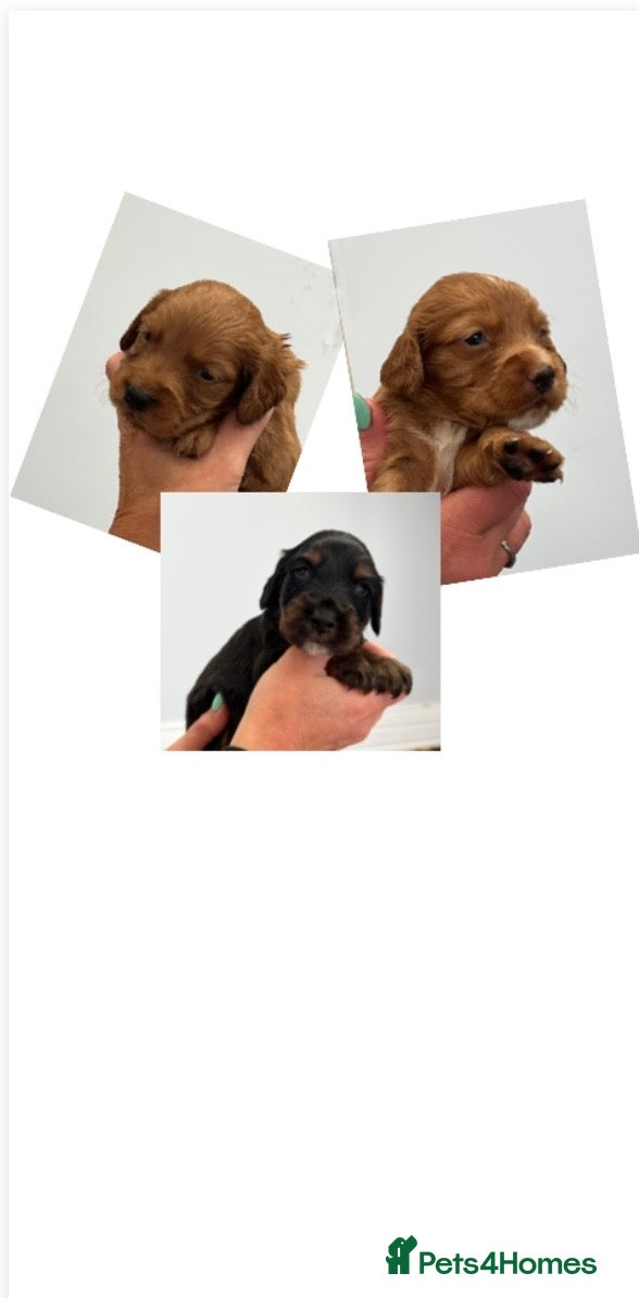 Cocker Spaniel dogs KC COCKER PUPS *RARE* BLACK,WHITE,TAN & CHOC & RED - Advert 8