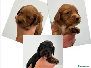 Cocker Spaniel dogs KC COCKER PUPS *RARE* BLACK,WHITE,TAN & CHOC & RED - Advert 8