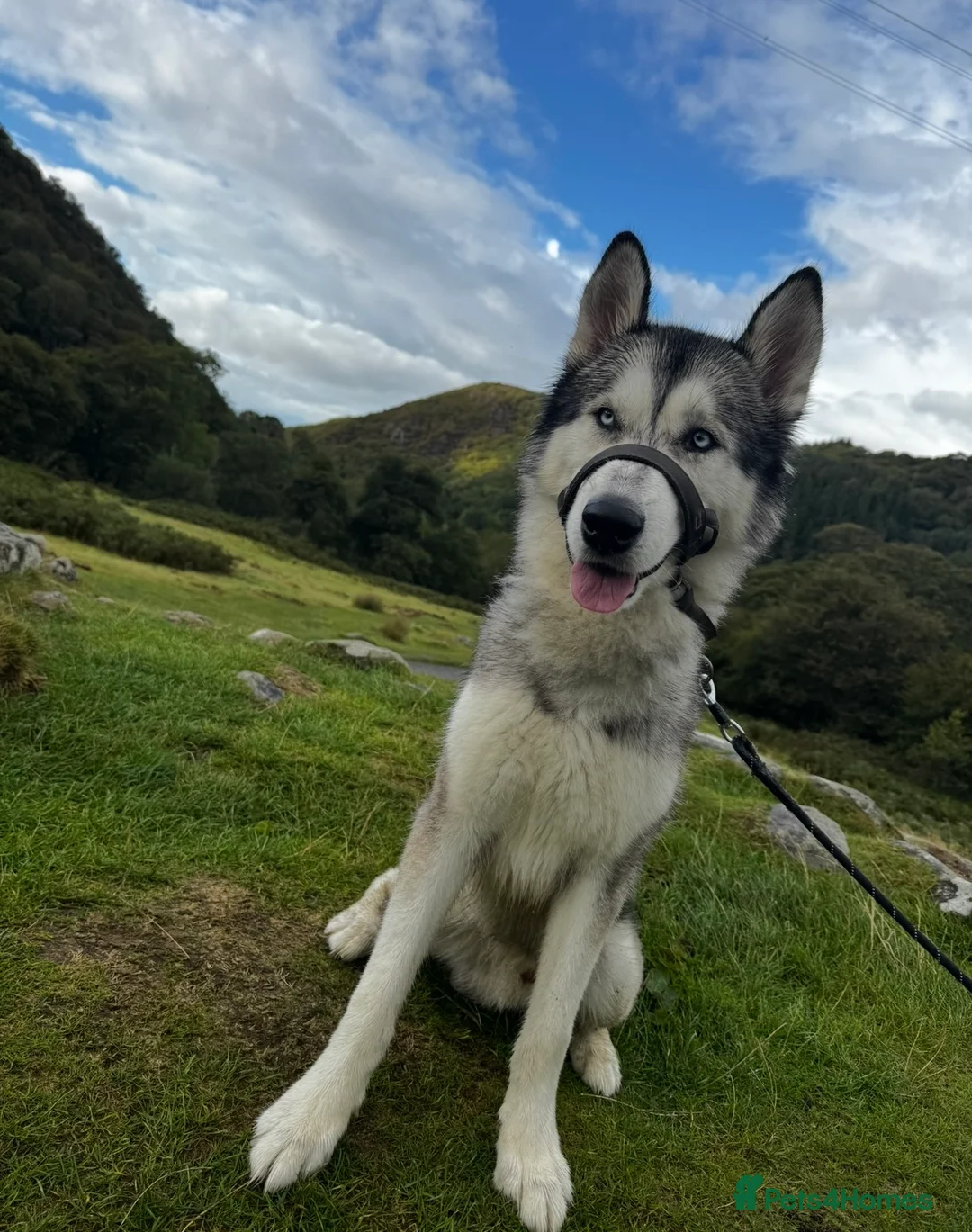 Utonagan dogs for sale: Koda (Wolfie) - Advert 2