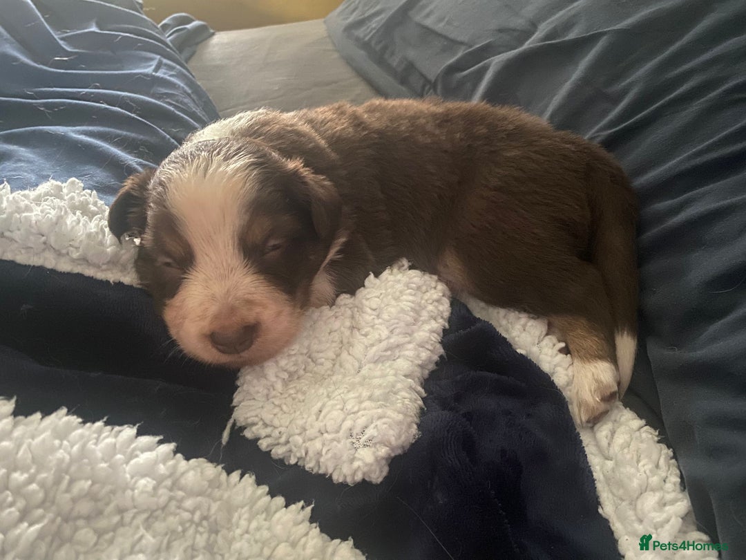 Border Collie dogs for sale: BorderCollie Pups: unique chocolate tri rough coat - Advert 7