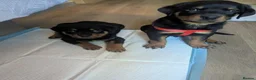 Rottweiler dogs for sale: 🪐🪐Fantastic chunky big bone pups🌞get them now🌞 in Perth - Advert 5