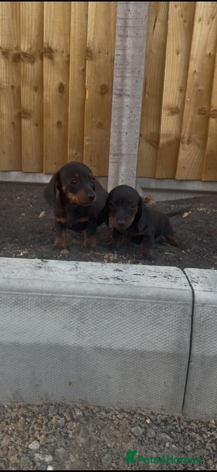 Miniature Dachshund dogs ready to leave kc miniature dachshunds  - Advert 2