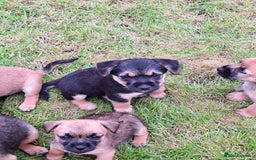 Mixed Breed dogs for sale: Norfolk x border terrier puppys - Image 6