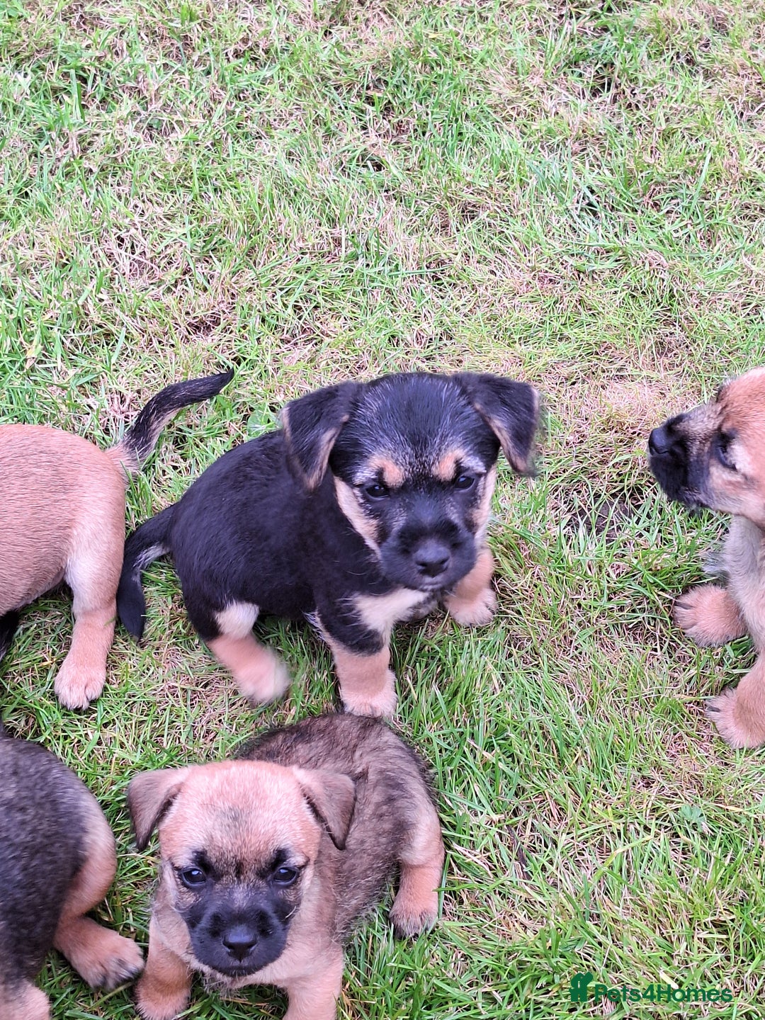 Mixed Breed dogs for sale: Norfolk x border terrier puppys - Image 6