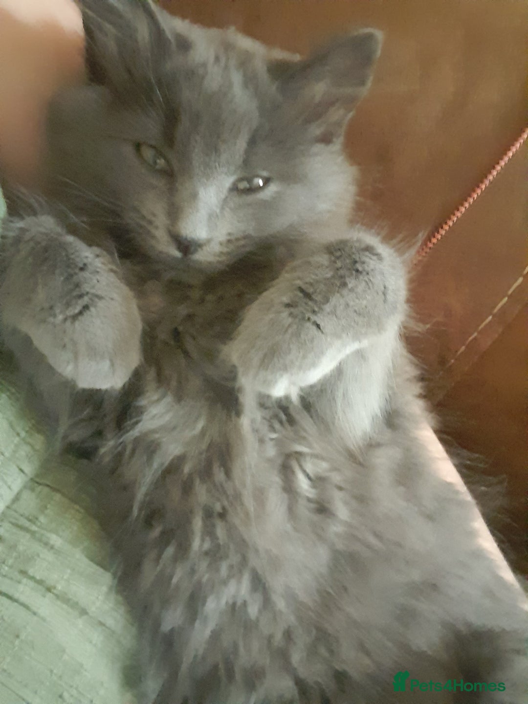 British Longhair cats for sale: British blue longhair - Image 12