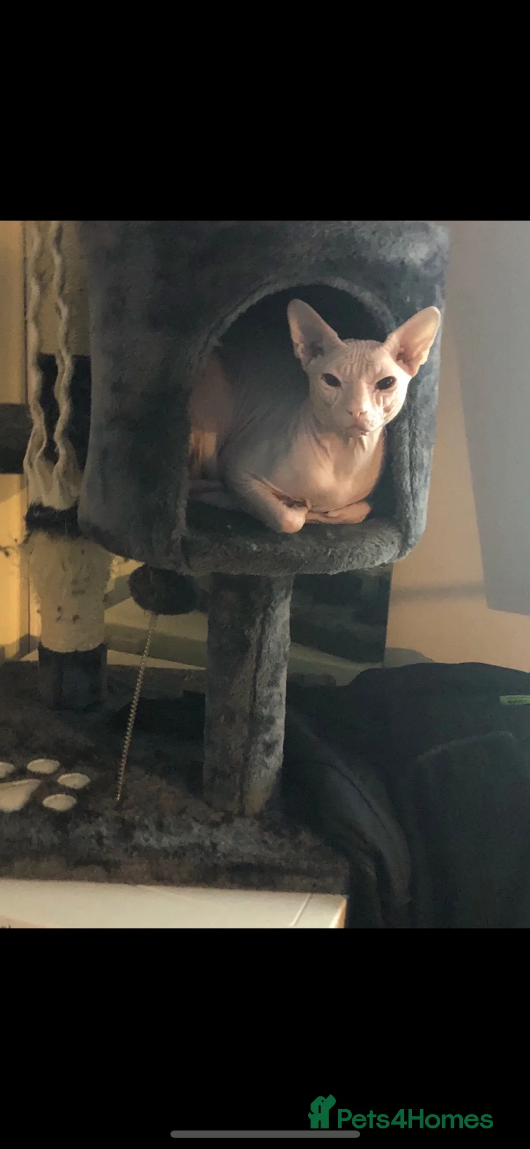 Sphynx cats for sale: Selling my boy Timmy after much thought it’s best in Wimborne - Advert 2