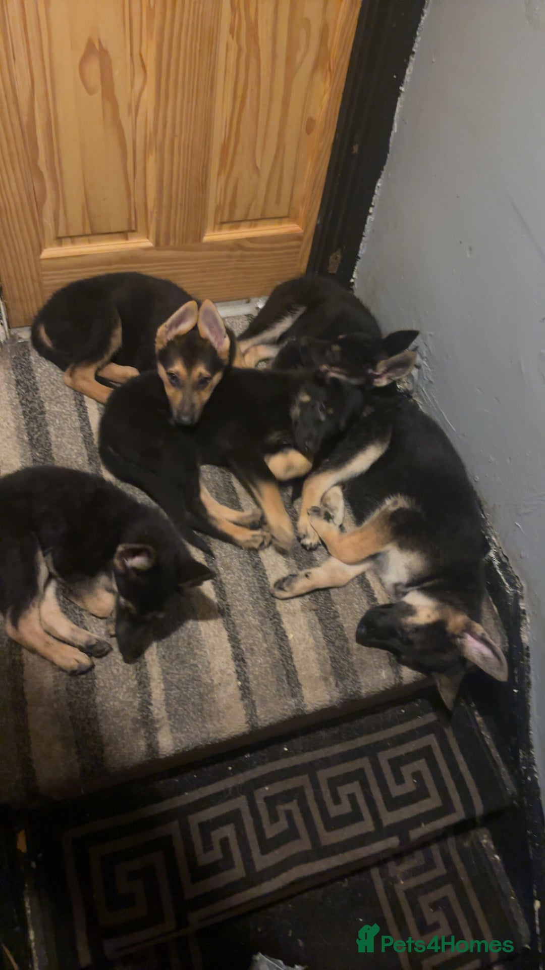 German Shepherd dogs for sale: German shepherd  - Image 14
