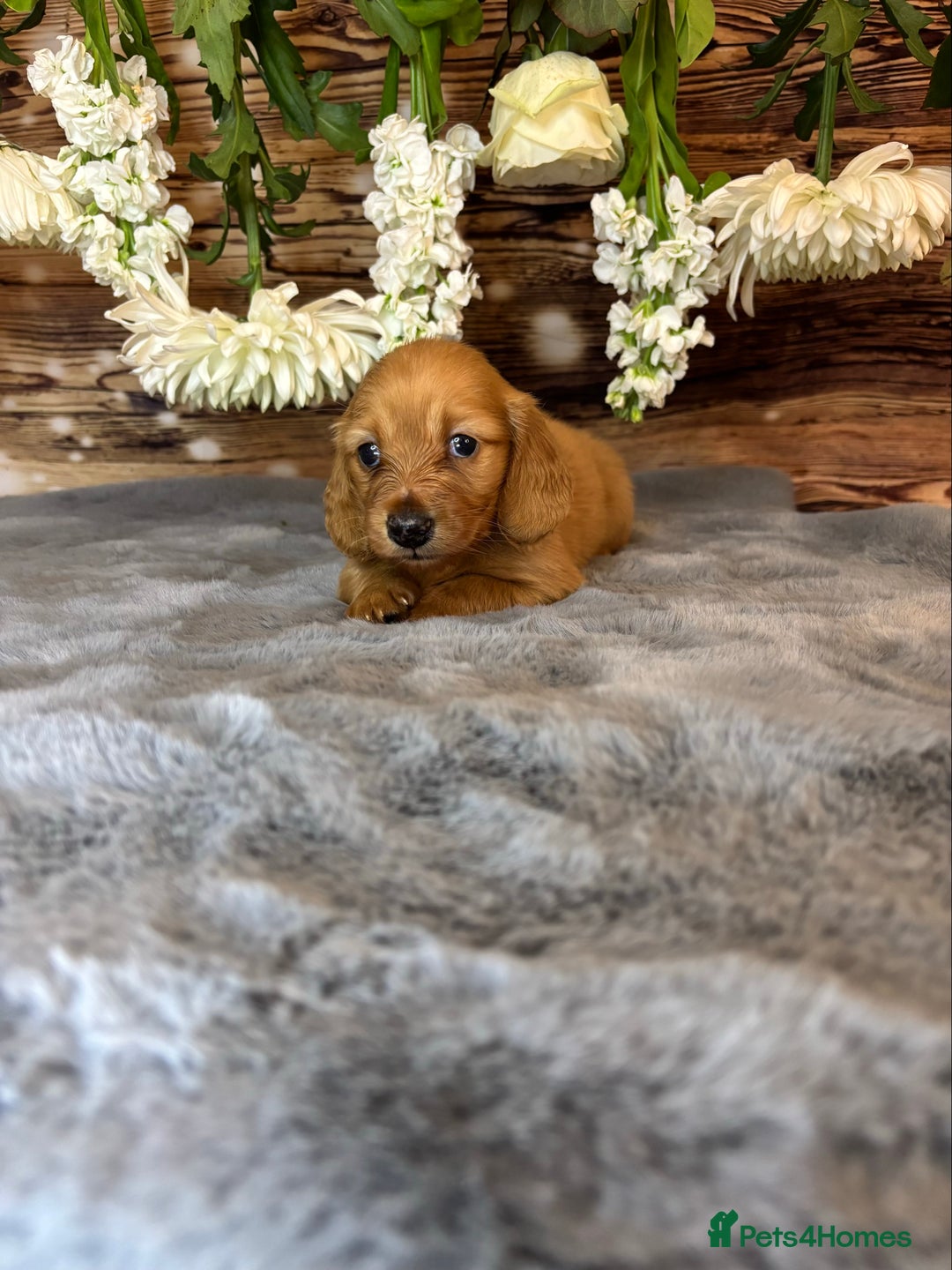 Miniature Dachshund dogs for sale: miniature long coat dachshunds - Image 5