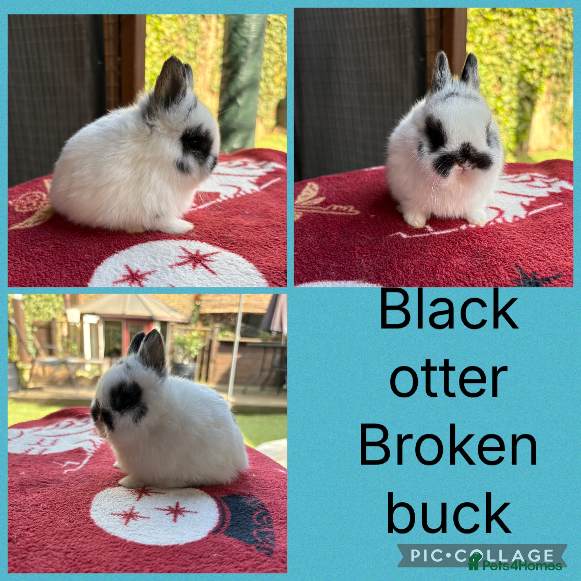 Netherland Dwarf rabbits Netherland dwarf babies  ready to reserve   - Advert 15