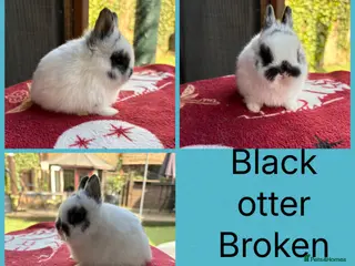 Netherland Dwarf rabbits Netherland dwarf babies ready to reserve - Advert 15