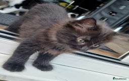 British Shorthair cats for sale: 5 kittens for sale( 4 female ,1 male - Image 1