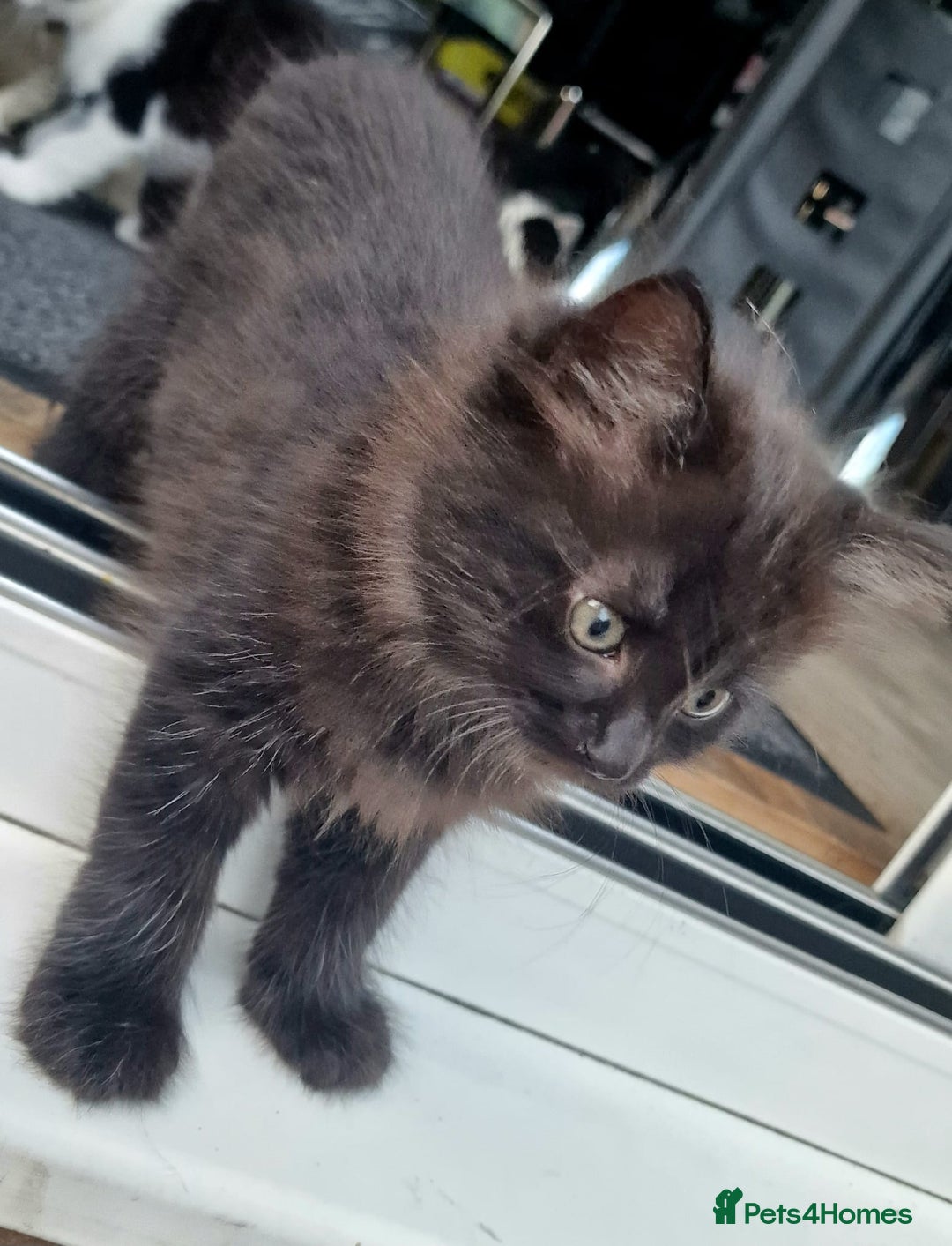 British Shorthair cats for sale: 5 kittens for sale( 4 female ,1 male - Image 1