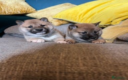 Japanese Shiba Inu dogs for sale: K.C reg Japanese Shiba Inu Puppies - Image 10