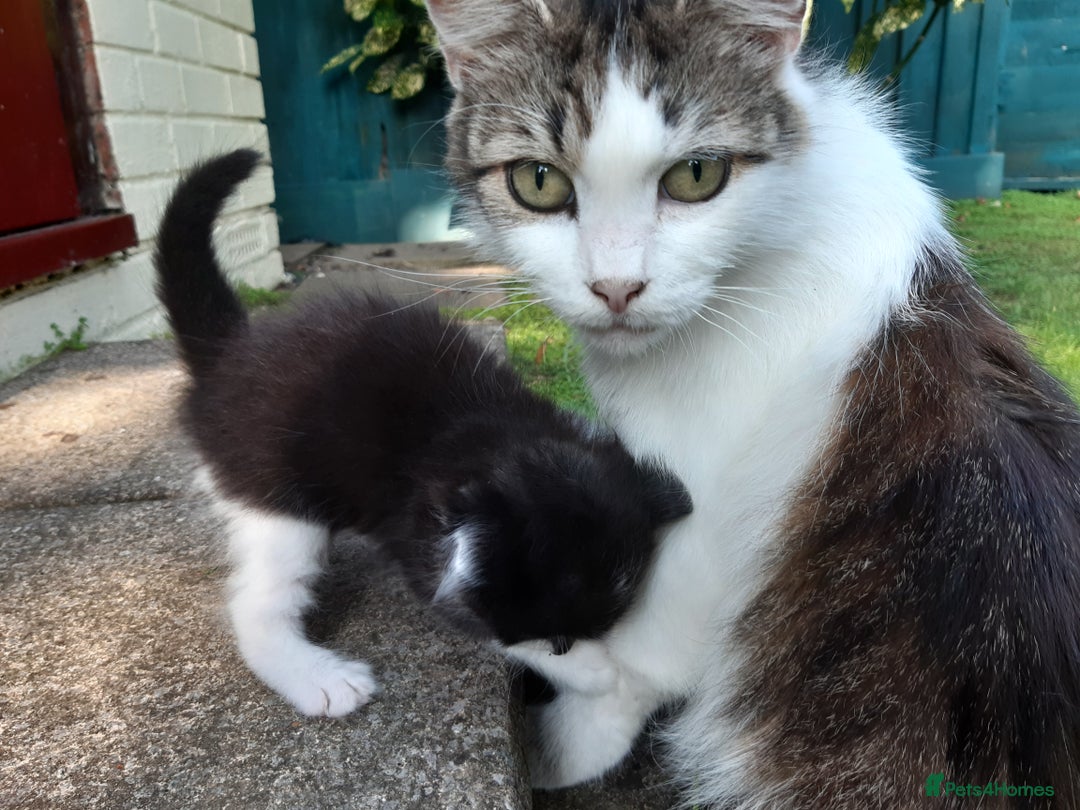 Mixed Breed cats for sale: 6 Kittens Available to take home today 😸  - Image 30