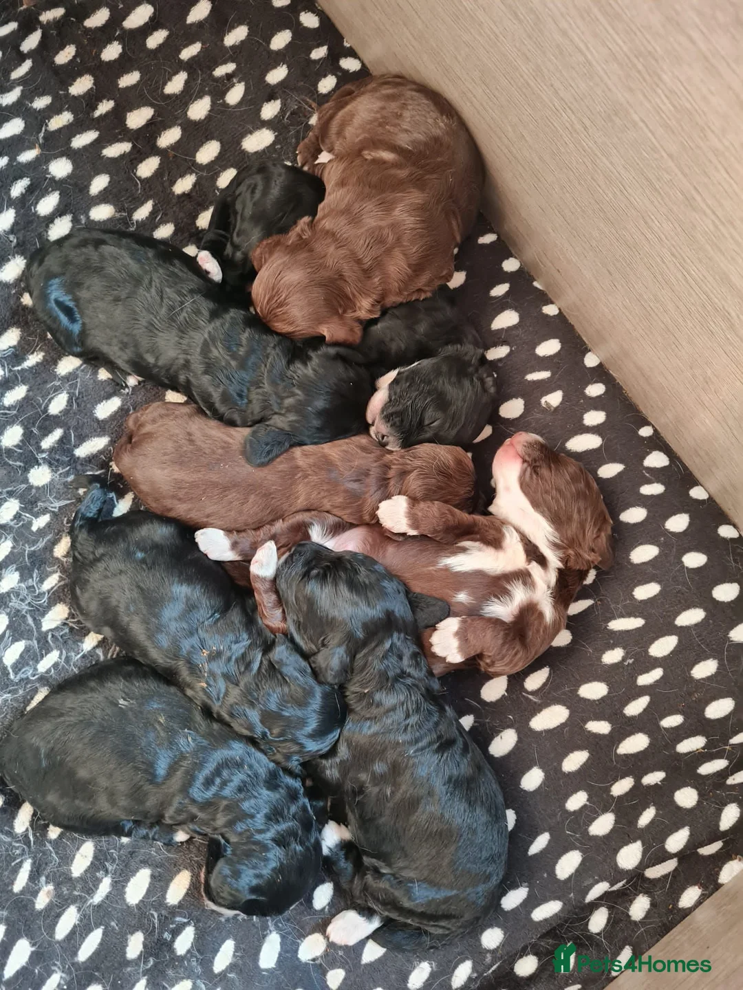 Toy Poodle dogs for stud: ‘Teddy’ KC Registered/Health tested Toy Stud in Wigan - Advert 19