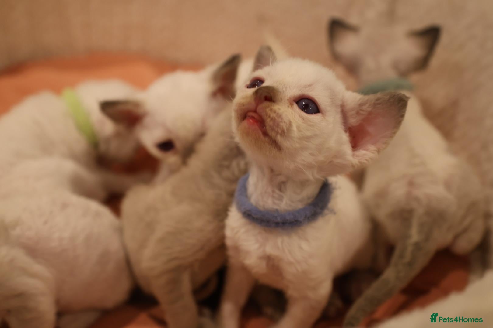 Devon Rex cats Devon rex kittens FIFE registered/spayed - Advert 2