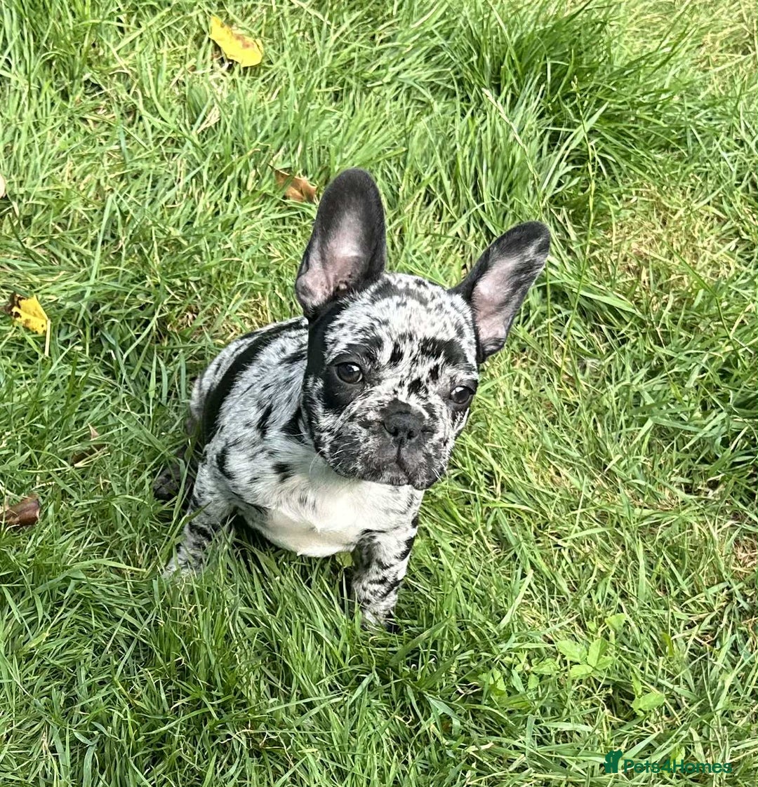 French Bulldog dogs for sale: French Bulldogs  - Image 12