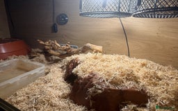 Python Snake reptiles for sale: Ball python and complete setup + food supply  - Advert 5