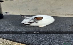 Lionhead rabbits for sale: Baby Lionhead rabbits 8-12 weeks old  - Image 1