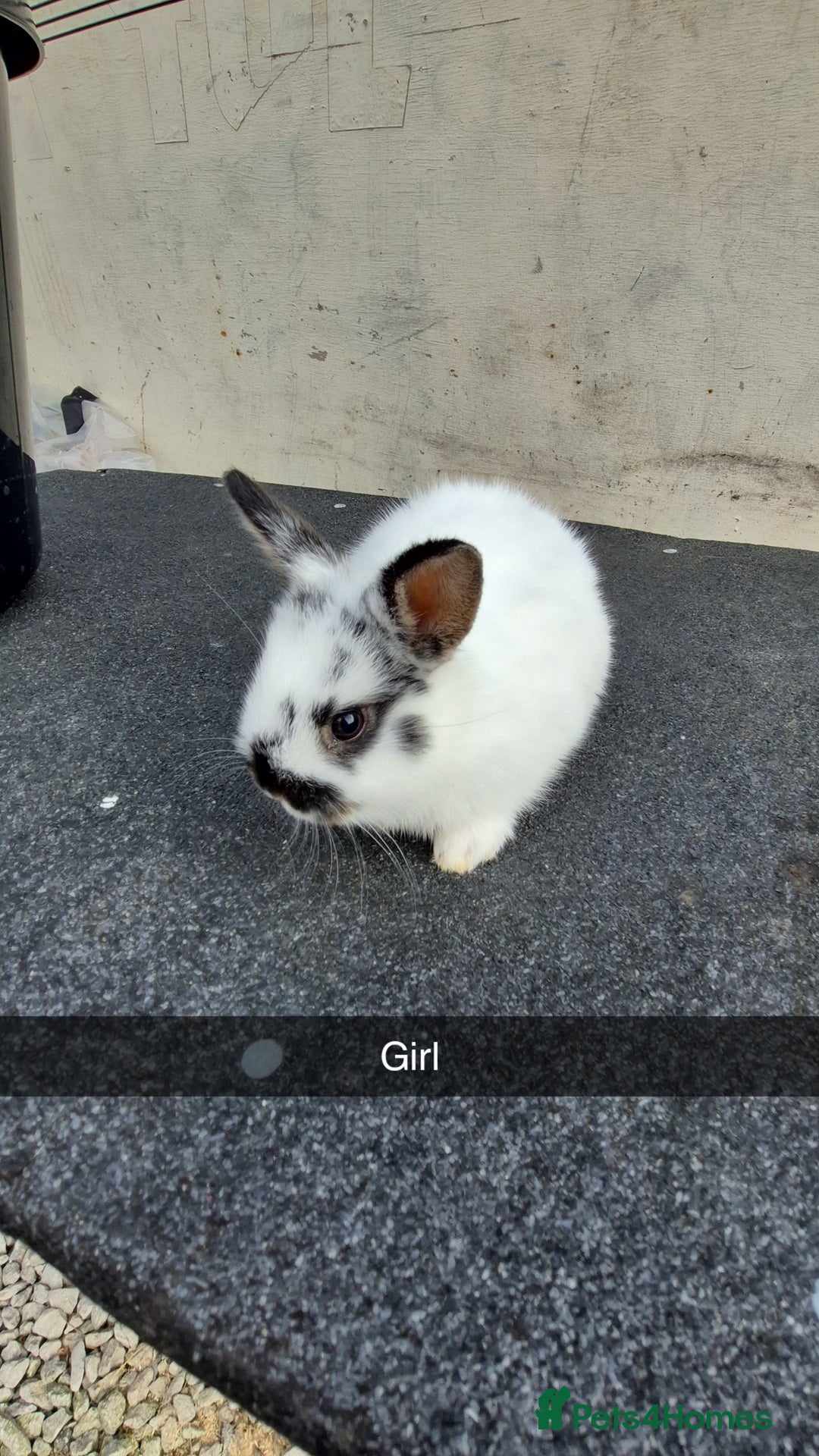 Lionhead rabbits for sale: Baby Lionhead rabbits 8-12 weeks old  - Image 1