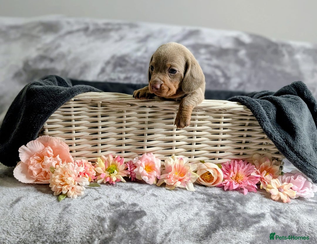 Miniature Dachshund dogs for sale: Adorable little of miniature daschunds  - Advert 26