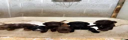 Sproodle dogs for sale: Beautiful Sproodles for sale F1 - Advert 8