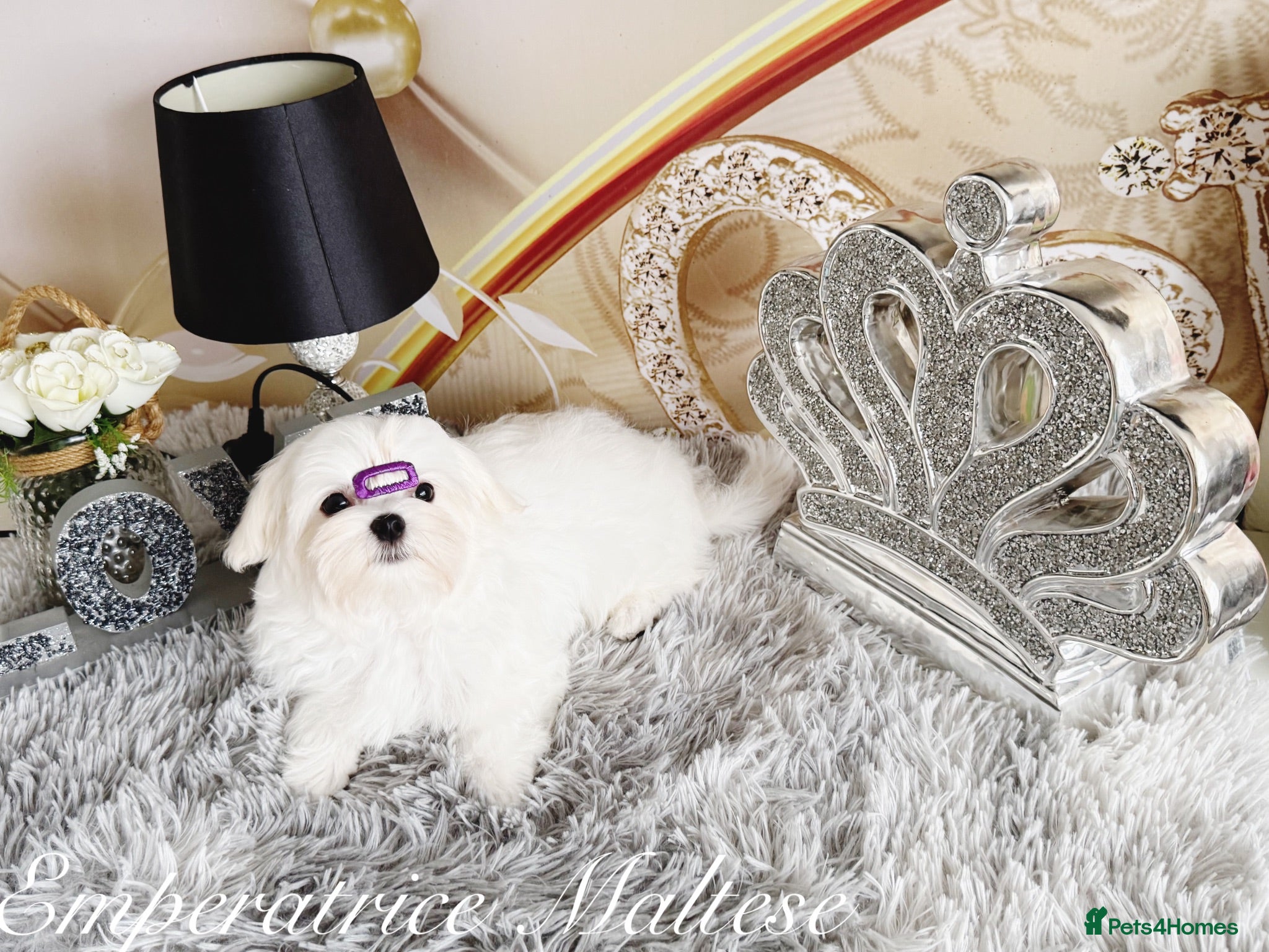 Maltese dogs Tiny KC Reg. Korean Maltese- CH line show dogs! - Advert 1