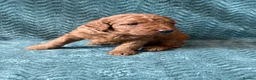 Double Doodle dogs for sale: Sunning littler of Australian Double Doodles  - Advert 24