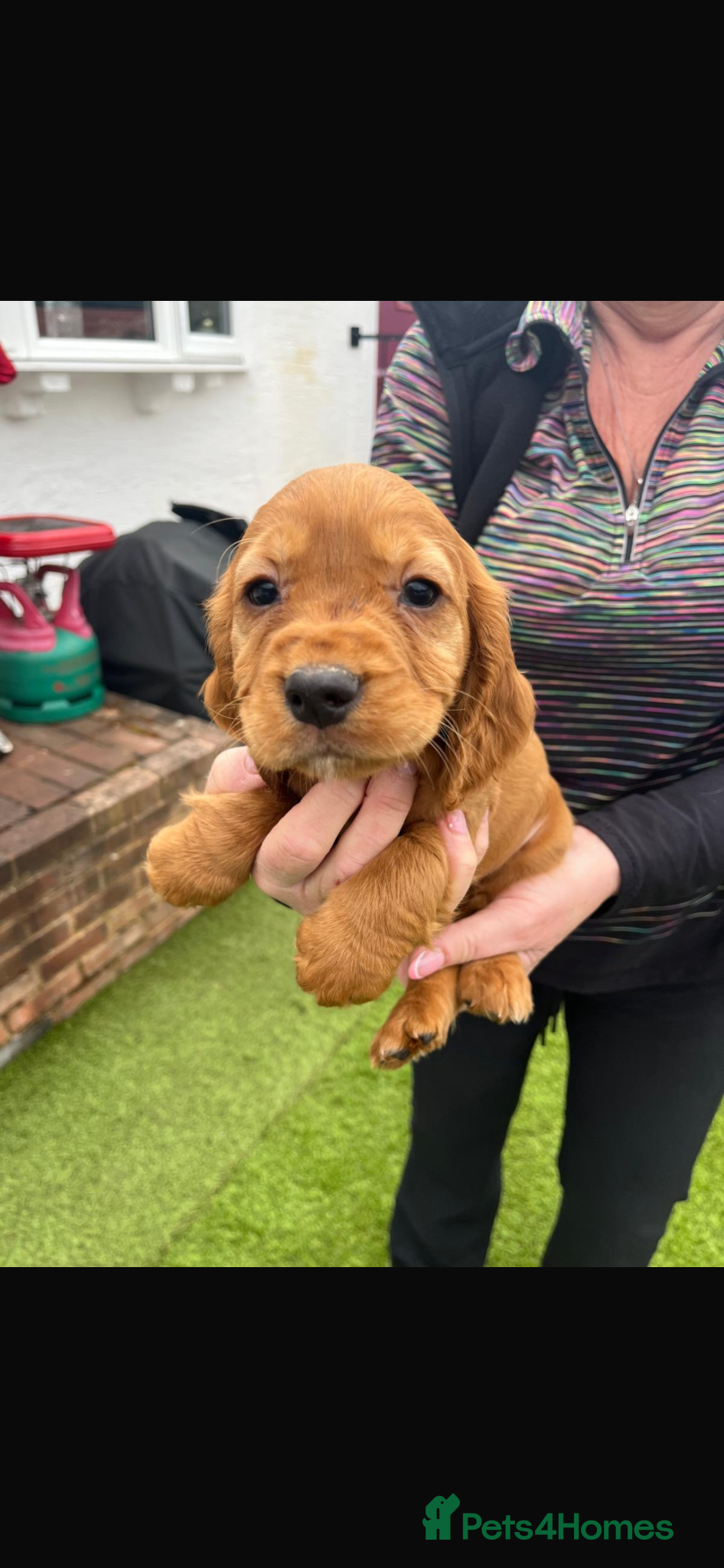 Cocker Spaniel dogs Cocker spaniel puppies - Advert 6