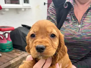 Cocker Spaniel dogs Cocker spaniel puppies - Advert 1