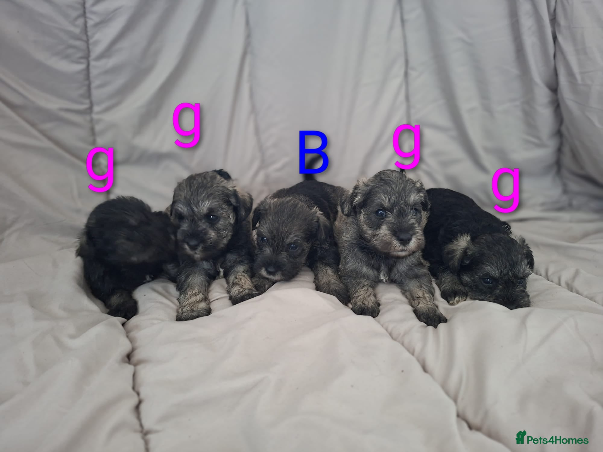 Miniature Schnauzer dogs  Cutest miniature schnauzer puppies  - Advert 2