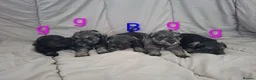 Miniature Schnauzer dogs for sale:  Cutest miniature schnauzer puppies  - Advert 8