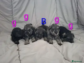 Miniature Schnauzer dogs Cutest miniature schnauzer puppies - Advert 2