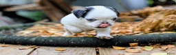 Pug dogs for sale: Panda pugs in Bishop Auckland - Advert 11