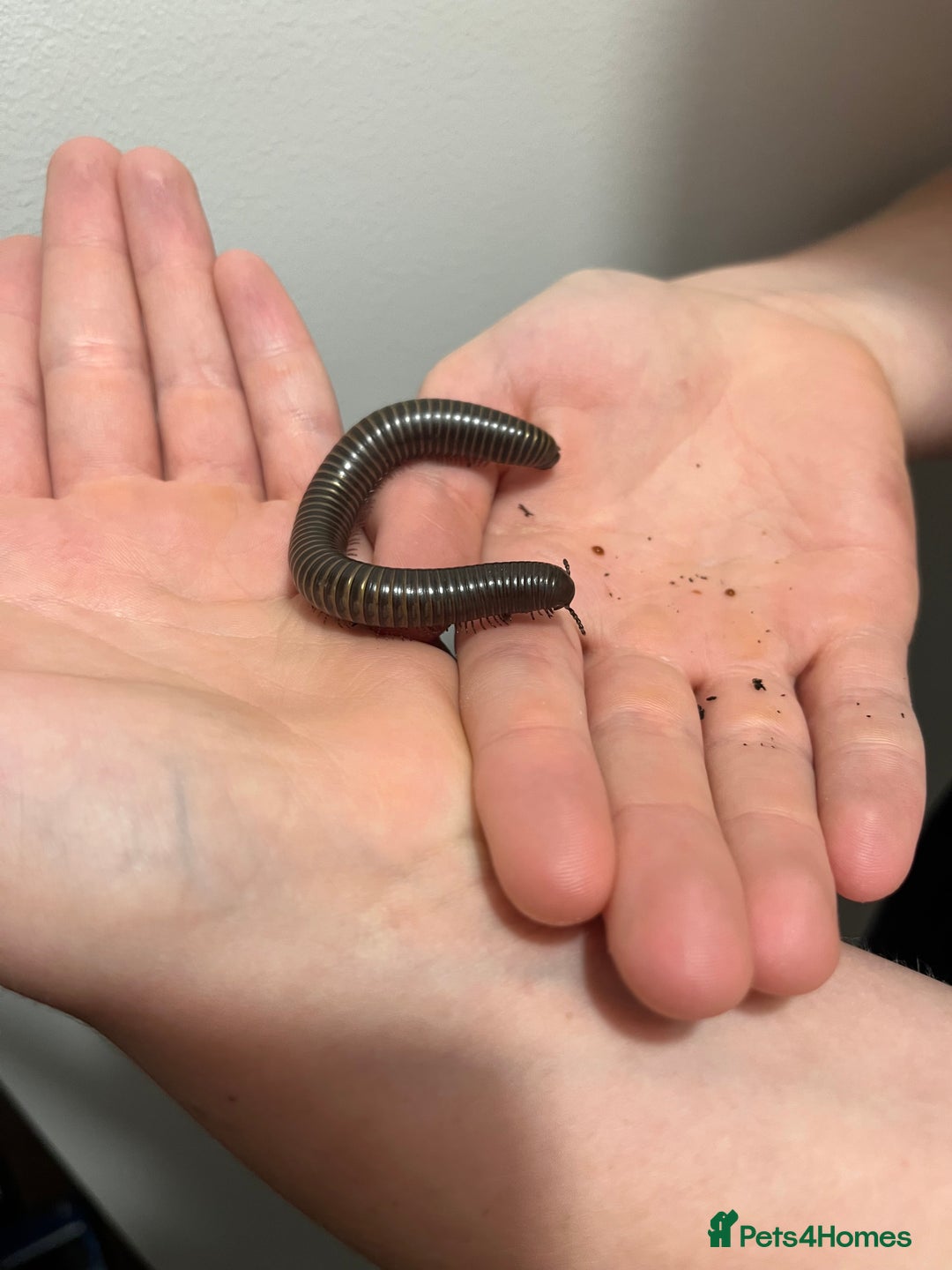 Millipedes invertebrates for sale: 2 Giant Olive Millipedes  - Image 4