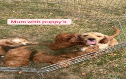 Cockapoo dogs for sale: 6 stunning cockapoo puppies  - Image 31