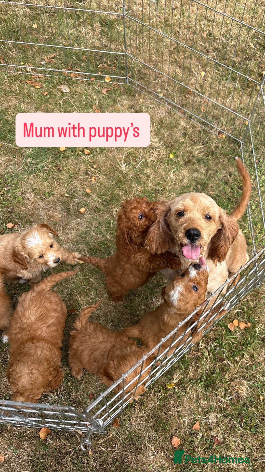 Cockapoo dogs for sale: 6 stunning cockapoo puppies  - Image 31