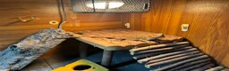 Bearded Dragon reptiles for sale: Bearded dragons & geckos  in Hereford - Advert 5