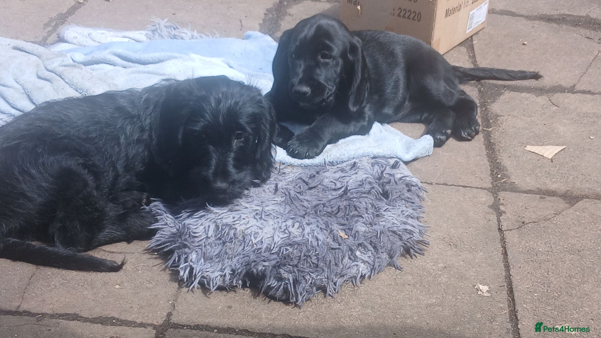 Mixed Breed dogs Adorable Cockapoo x Puppies Ready for new homes - Advert 10