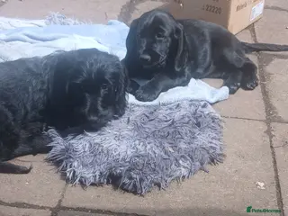 Mixed Breed dogs Adorable Cockapoo x Puppies Ready for new homes - Advert 10